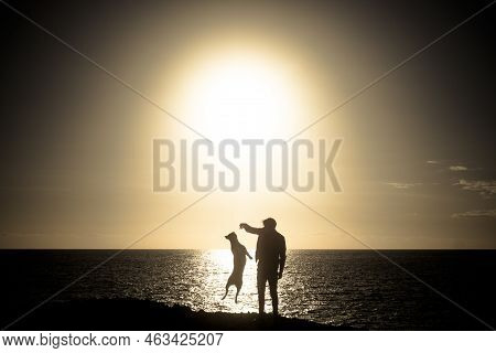 Young Caucasian Man Play With His Beautiful Healthy Amstal Dog In Outdoor Leisure Activity And Time 