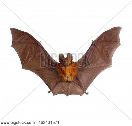 Bat With Spread Wings Isolated On White, Scary Red Tropical Bat Hipposideros Bicolor, Horror, Taxide