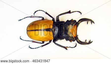 Beetle Isolated On White. Yellow Stag Beetle Odontolabis Lacordairei Macro. Lucanidae, Lucanus, Coll