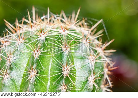 Macro Shot Of Cactus Needles. Potted Cactus. Cactus Spines.