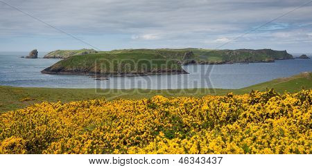 เกาะ Skomer เวลส์
