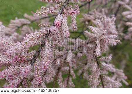 Lots Of Pink Flowers Of Tamarix Ramosissima In May