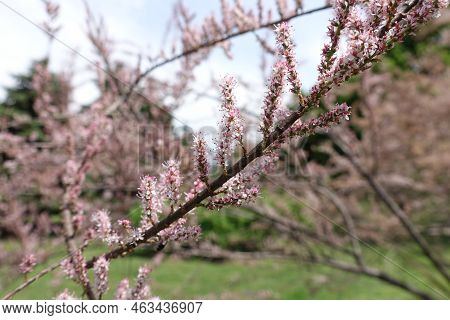 Pink Flowers Of Tamarix Ramosissima In Mid May