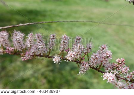 Shoot Of Blossoming Tamarix Ramosissima In Mid May