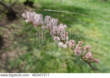 Twig Of Tamarix Ramosissima With With Pink Flowers In Mid May