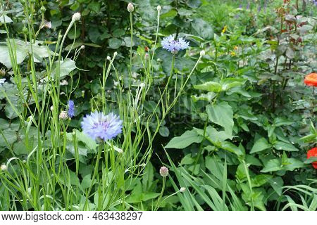 Light Blue Flowers And Buds Of Centaurea Cyanus In June