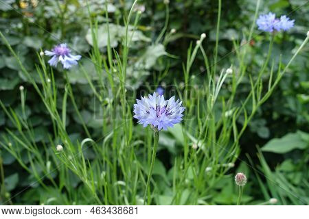 Pale Blue Flower Of Centaurea Cyanus In June