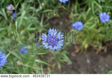 Pastel Blue Flowers Of Centaurea Cyanus In Mid June