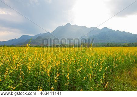 Sunhemp Flowers In The Field.  Blurred And Soft Focus Of Sunhemp Field With Copy Space And Text.