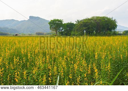 Sunhemp Flowers In The Field.  Blurred And Soft Focus Of Sunhemp Field With Copy Space And Text.