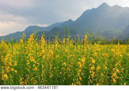 Sunhemp Flowers In The Field.  Blurred And Soft Focus Of Sunhemp Field With Copy Space And Text.