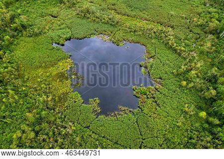 Swamp With Trees In The Forest. The Concept Of Ecology And Environmental Protection. Scene Riverine 