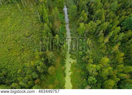 Swamp With Trees In The Forest. The Concept Of Ecology And Environmental Protection. Scene Riverine 