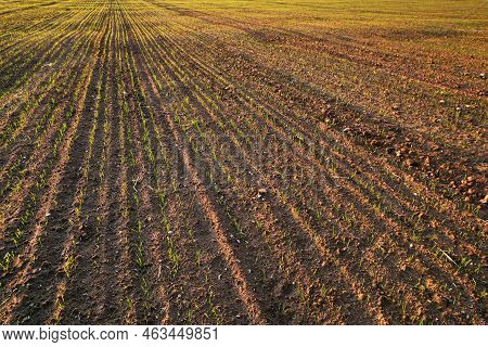 Arable Land Ploughed And Soil Tillage. Inspection Of Fields From A Drone. Field After Cultivation, A