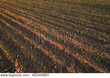 Arable Land Ploughed And Soil Tillage. Inspection Of Fields From A Drone. Field After Cultivation, A