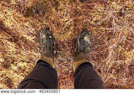 Boots In Swamp In The Forest. Rain Footwear For Men Or Woman. Wellington Boots For Huntrer Or Fishin