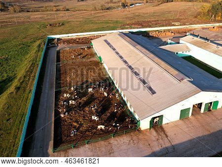 Farm Building Animal Husbandry. Cowshed With Cows Near Farm, Aerial View. Production Of Milk And Ani