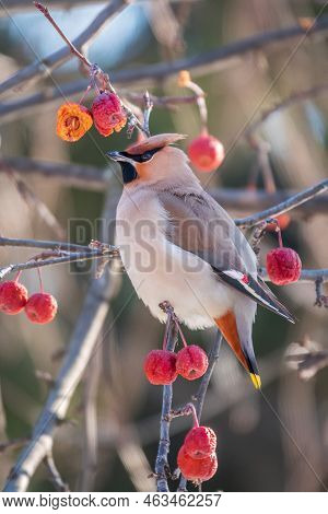 Bohemian Waxwing, A Beautiful Tufted Bird, Latin Name Bombycilla Garrulus, Sitting On A Wild Apple T