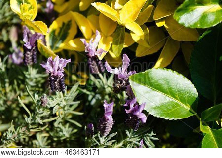 Lavender Lavendula Augustifolia In The Old Land Next To Hamburg