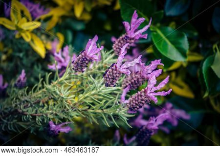 Lavender Lavendula Augustifolia In The Old Land Next To Hamburg