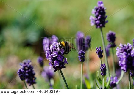 Lavender Lavendula Augustifolia In The Old Land Next To Hamburg
