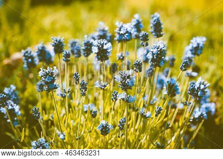 Lavender Lavendula Augustifolia In The Old Land Next To Hamburg