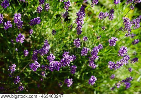 Lavender Lavendula Augustifolia In The Old Land Next To Hamburg