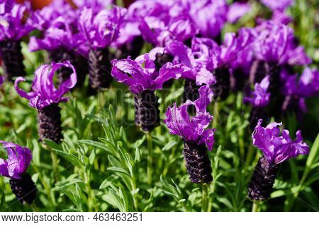 Lavender Lavendula Augustifolia In The Old Land Next To Hamburg