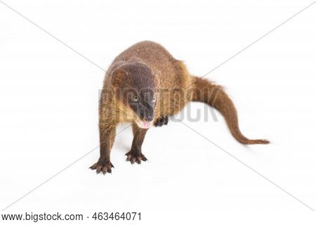 Javan Mongoose Or Small Asian Mongoose (herpestes Javanicus) Isolated On White Background