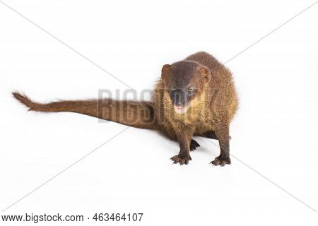 Javan Mongoose Or Small Asian Mongoose (herpestes Javanicus) Isolated On White Background