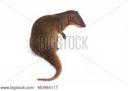 Javan Mongoose Or Small Asian Mongoose (herpestes Javanicus) Isolated On White Background