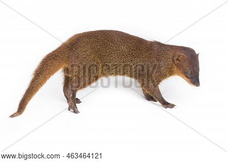 Javan Mongoose Or Small Asian Mongoose (herpestes Javanicus) Isolated On White Background