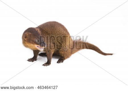 Javan Mongoose Or Small Asian Mongoose (herpestes Javanicus) Isolated On White Background