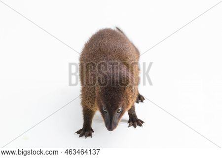 Javan Mongoose Or Small Asian Mongoose (herpestes Javanicus) Isolated On White Background
