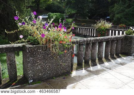 Petunia Is A Genus Of Tropical Herbaceous Or Subshrub Perennial Plants Of The Solanaceae Family. Red