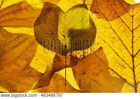 Brown Autumn Leafs From The Tulip Tree.