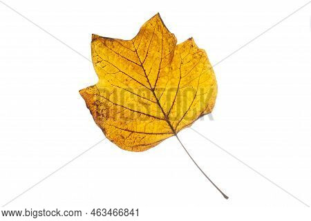 Brown Autumn Leaf From The Tulip Tree.