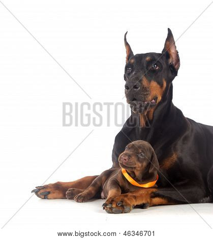 Cane Doberman con cucciolo