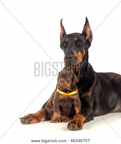 Cane Doberman con cucciolo