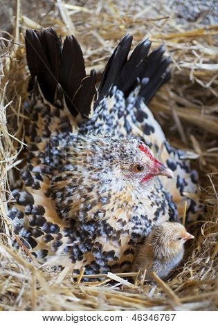 Kriel kip en Chick