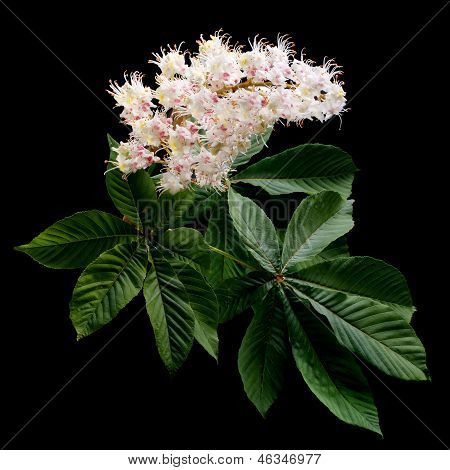Fiori di castagni con foglie verdi