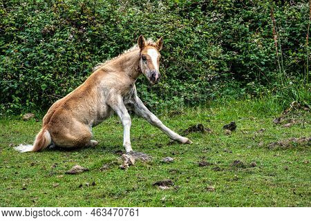Wild Horses Along The Road To San Andres De Teixido, A Coruna Province, Galicia, Spain. Ruta De La M