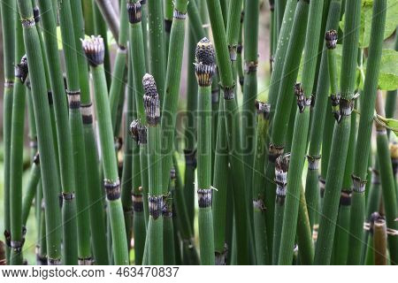 Horse Tail ( Equisetum Hyemale ). Equisetaceae Evergreen Perennial Plants. Grows In Wetlands, But Is