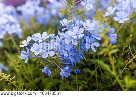 Plumbago Auriculata Lam. , Widely Known As Plumbago Capensis. Flowering Shrub.