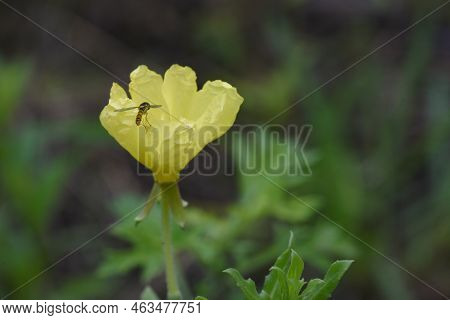 Cutleaf Eveningprimrose ( Oenothera Laciniata ) Flowers. Onagraceae Perennial Plants. Creeping, Yell