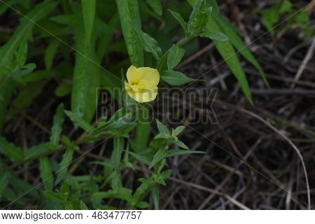 Cutleaf Eveningprimrose ( Oenothera Laciniata ) Flowers. Onagraceae Perennial Plants. Creeping, Yell