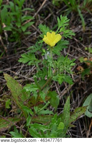 Cutleaf Eveningprimrose ( Oenothera Laciniata ) Flowers. Onagraceae Perennial Plants. Creeping, Yell