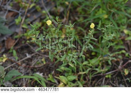 Cutleaf Eveningprimrose ( Oenothera Laciniata ) Flowers. Onagraceae Perennial Plants. Creeping, Yell