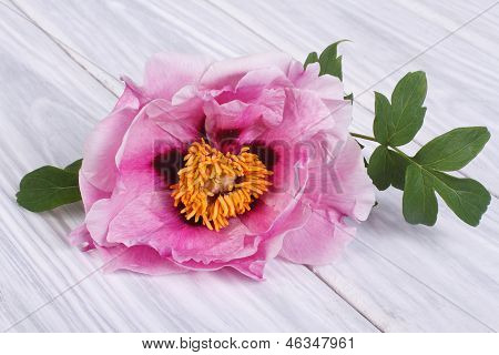 Baum-Pfingstrose rosa Blume auf ein hölzernes