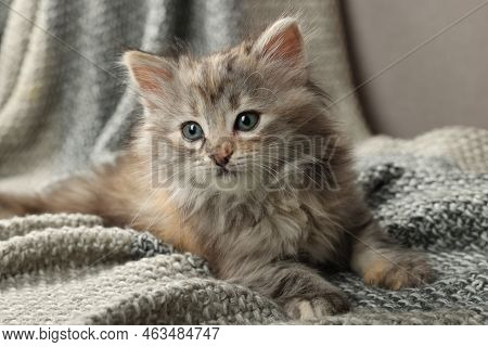 Cute Kitten On Knitted Blanket. Baby Animal